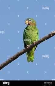 Attēlu rezultāti vaicājumam “Collaria sp.”