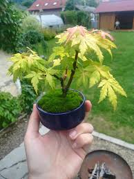 Image result for Acer palmatum `Orange Dream`