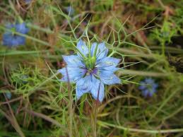 Image result for Nigella damascena