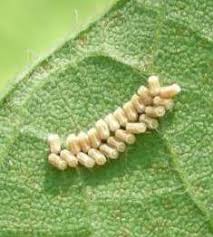 Attēlu rezultāti vaicājumam “Cribraria pertenuis stalked”