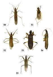 Attēlu rezultāti vaicājumam “Nabidae”