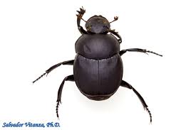 Attēlu rezultāti vaicājumam “Scarabaeidae”