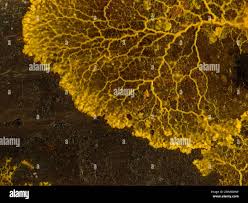 Attēlu rezultāti vaicājumam “Badhamia utricularis spores”