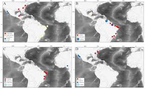 Image result for Hypanus say