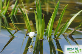 Attēlu rezultāti vaicājumam “Stratiotes aloides leaf”