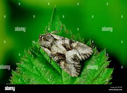 Attēlu rezultāti vaicājumam “Lacanobia contigua imago”