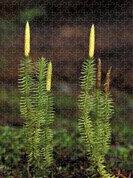 Attēlu rezultāti vaicājumam “Lycopodium annotinum”