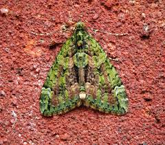 Attēlu rezultāti vaicājumam “Chloroclysta siterata”