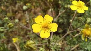 Attēlu rezultāti vaicājumam “Potentilla argentea flower”