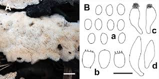 Attēlu rezultāti vaicājumam “Oxyporus”