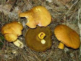 Attēlu rezultāti vaicājumam “Suillus variegatus”