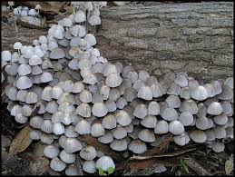 Attēlu rezultāti vaicājumam “Coprinus disseminatus”