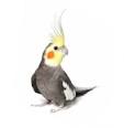 Cockatiel care — Cockatiel Care – Keeping a happy and healthy ...