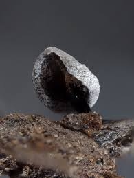 Attēlu rezultāti vaicājumam “Didymium clavus”