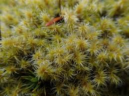 Attēlu rezultāti vaicājumam “Racomitrium canescens”