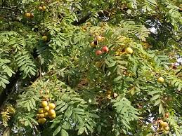 Attēlu rezultāti vaicājumam “Sorbus intermedia fruit”