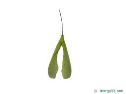 Attēlu rezultāti vaicājumam “Acer negundo fruit”