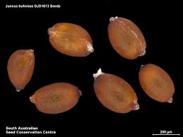 Attēlu rezultāti vaicājumam “Juncus bufonius fruit”