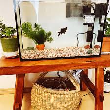 Image result for 出目金