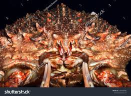 Image result for Maja brachydactyla