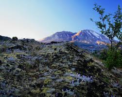 Image result for St Helens Miners