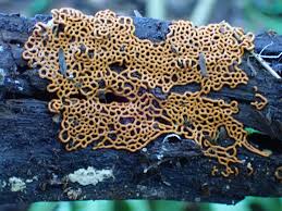 Attēlu rezultāti vaicājumam “Symphytocarpus flaccidus plasmodium”