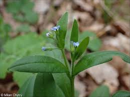Attēlu rezultāti vaicājumam “Myosotis sparsiflora”