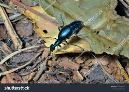 Attēlu rezultāti vaicājumam “Meloe sp.”