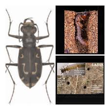 Attēlu rezultāti vaicājumam “Cicindela sylvatica”