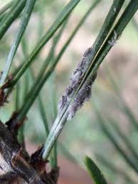 Attēlu rezultāti vaicājumam “Schizolachnus pineti”