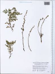 Image result for Artemisia gmelinii