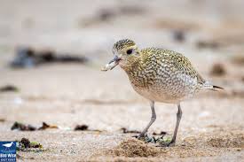 Attēlu rezultāti vaicājumam “Pluvialis apricaria adult”