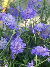 Image result for Scabiosa col.`Butterfly Blue`