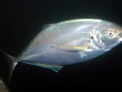 Image result for Pseudocaranx dentex