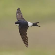 Attēlu rezultāti vaicājumam “Delichon urbicum adult”