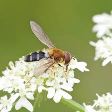 Attēlu rezultāti vaicājumam “Leucozona glaucia”