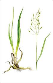 Attēlu rezultāti vaicājumam “Bromopsis benekenii”