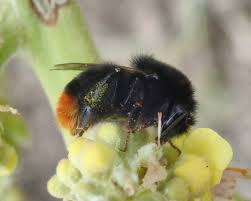 Attēlu rezultāti vaicājumam “Bombus lapidarius”
