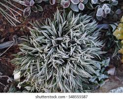 Attēlu rezultāti vaicājumam “Luzula pilosa flower”