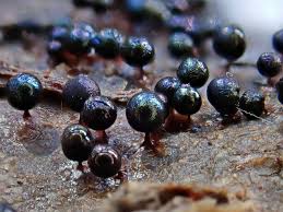 Attēlu rezultāti vaicājumam “Lamproderma ovoideum stalked”