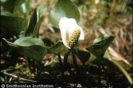 Attēlu rezultāti vaicājumam “Calla palustris”