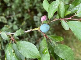 Attēlu rezultāti vaicājumam “Prunus spinosa leaf”