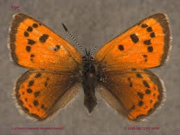 Attēlu rezultāti vaicājumam “Lycaeniinae”