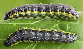 Attēlu rezultāti vaicājumam “Evergestis pallidata”