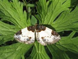 Attēlu rezultāti vaicājumam “Mesoleuca albicillata”