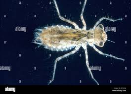 Attēlu rezultāti vaicājumam “Sympetrum sanguineum”