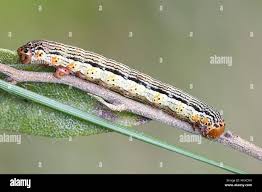 Attēlu rezultāti vaicājumam “Arichanna melanaria”