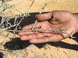 Attēlu rezultāti vaicājumam “Lycogala persicum sessile”
