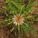 Attēlu rezultāti vaicājumam “Carlina vulgaris”