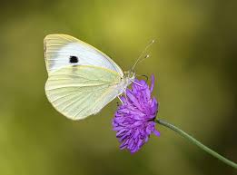 Attēlu rezultāti vaicājumam “Pieris brassicae female”